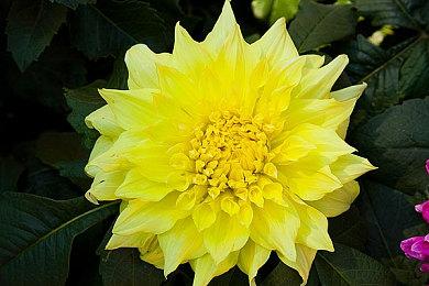 复仇者完美化身 《羊蹄山之魂》开发者详解选择女性主角的深层考量